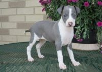 Italian Greyhound Puppies for sale in San Diego, CA, USA. price: $600