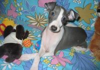 Italian Greyhound Puppies for sale in Rice, MN 56367, USA. price: $500