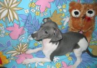 Italian Greyhound Puppies for sale in Abbeville, SC 29620, USA. price: $600