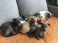 Italian Greyhound Puppies for sale in San Diego, CA, USA. price: NA