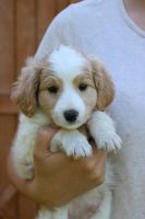 Jack-A-Poo Puppies for sale in 497 Thistle St, Penn Yan, NY 14527, USA. price: $450