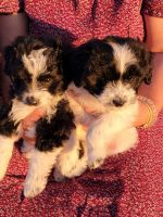 Jack-A-Poo Puppies for sale in Lobelville, TN 37097, USA. price: NA