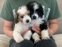 Jack-A-Poo Puppies Photos
