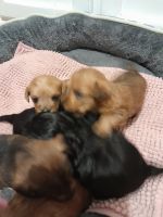 Jack-A-Poo Puppies for sale in Melton, Victoria. price: $400
