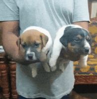 Jack Russell Terrier Puppies for sale in Hebbal, Bengaluru, Karnataka, India. price: 29,500 INR