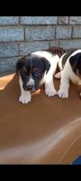 Jack Russell Terrier Puppies for sale in Hebbal, Bengaluru, Karnataka, India. price: 29,000 INR