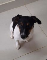 Jack Russell Terrier Puppies for sale in Bengaluru, Karnataka, India. price: 30000 INR