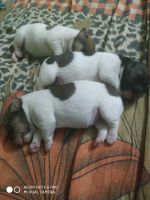 Jack Russell Terrier Puppies for sale in M.S. Palya Rd, Bengaluru, Karnataka, India. price: 42,000 INR