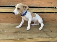 Jack Russell Terrier Puppies for sale in Cleveland, OH, USA. price: $600