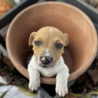 Jack Russell Terrier Puppies for sale in Hudson, FL 34667, USA. price: $900