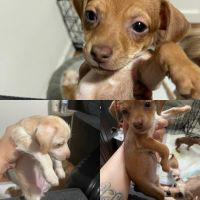 Jack Russell Terrier Puppies for sale in Calimesa, CA, USA. price: $240