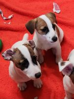 Jack Russell Terrier Puppies for sale in Leesburg, FL, USA. price: $80,000