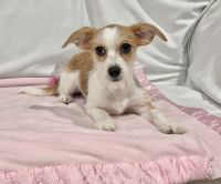 Jack Russell Terrier Puppies for sale in Riverside, CA, USA. price: $300