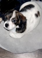 Jack Russell Terrier Puppies for sale in Tampa, FL, USA. price: $500