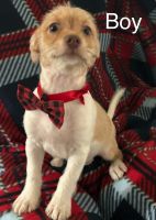 Jack Russell Terrier Puppies for sale in St Cloud, FL, USA. price: $350