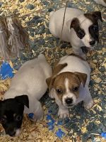 Jack Russell Terrier Puppies for sale in Elizabethtown, NC 28337, USA. price: $400