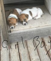 Jack Russell Terrier Puppies for sale in Sunbury, Victoria. price: $1,500