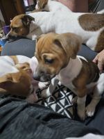 Jack Russell Terrier Puppies for sale in Townsville, Queensland. price: $800