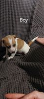 Jack Russell Terrier Puppies for sale in Lithgow, New South Wales. price: $350