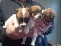 Jack Russell Terrier Puppies for sale in Erie, Michigan. price: $700