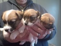 Jack Russell Terrier Puppies for sale in Erie, Michigan. price: $700