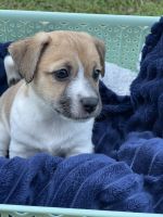 Jack Russell Terrier Puppies for sale in Morisset, New South Wales. price: $800