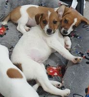 Jack Russell Terrier Puppies for sale in Ballarat, Victoria. price: $1,500