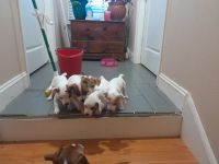 Jack Russell Terrier Puppies for sale in Pulaski, Tennessee. price: $400