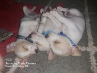 Jack Russell Terrier Puppies for sale in Mareeba, Queensland. price: $500