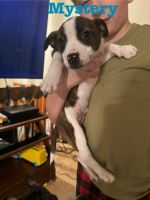 Jack Russell Terrier Puppies for sale in Warwick, Rhode Island. price: $600