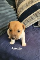 Jack Russell Terrier Puppies for sale in Ocala, Florida. price: $500