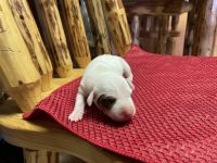Jack Russell Terrier Puppies for sale in Buckhannon, West Virginia. price: $550