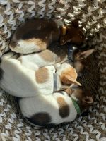 Jack Russell Terrier Puppies for sale in Bowen, Queensland. price: $1,200