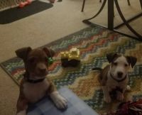 Jack Russell Terrier Puppies for sale in Princeton, West Virginia. price: $2,000