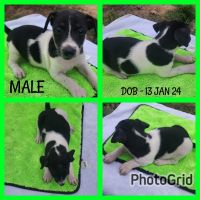 Jack Russell Terrier Puppies for sale in Monto, Queensland. price: $800