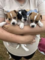 Jack Russell Terrier Puppies for sale in Penrith, New South Wales. price: $350