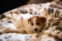 Jack Russell Terrier Puppies for sale in Santa Barbara, California. price: $800