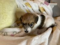 Jack Russell Terrier Puppies for sale in Dripping Springs, Texas. price: $1,500