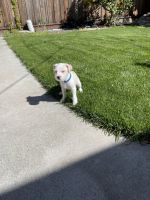 Jack Russell Terrier Puppies for sale in San Jose, California. price: $600