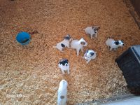Jack Russell Terrier Puppies for sale in Liberty, Texas. price: $350