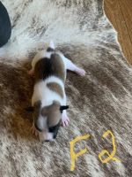 Jack Russell Terrier Puppies for sale in Townsville, Queensland. price: $1,000