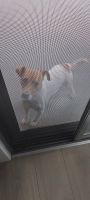 Jack Russell Terrier Puppies for sale in Craigieburn, Victoria. price: $800