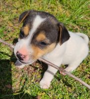 Jack Russell Terrier Puppies for sale in Fort Scott, Kansas. price: $500