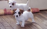 Jack Russell Terrier Puppies for sale in Tulsa, Oklahoma. price: $500