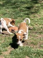 Jack Russell Terrier Puppies for sale in Clinton, Missouri. price: $2,000
