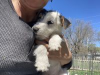 Jack Russell Terrier Puppies for sale in Clinton, Missouri. price: $2,000