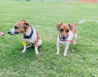 Jack Russell Terrier Puppies for sale in Charleville, Queensland. price: $1,500