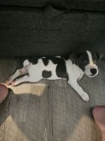 Jack Russell Terrier Puppies for sale in Bethlehem, Pennsylvania. price: $1,000