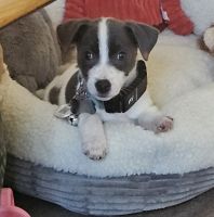 Jack Russell Terrier Puppies for sale in Bethlehem, Pennsylvania. price: $1,000