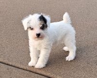 Jack Russell Terrier Puppies for sale in Long Grove, Iowa. price: $800